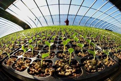 deep seed trays
